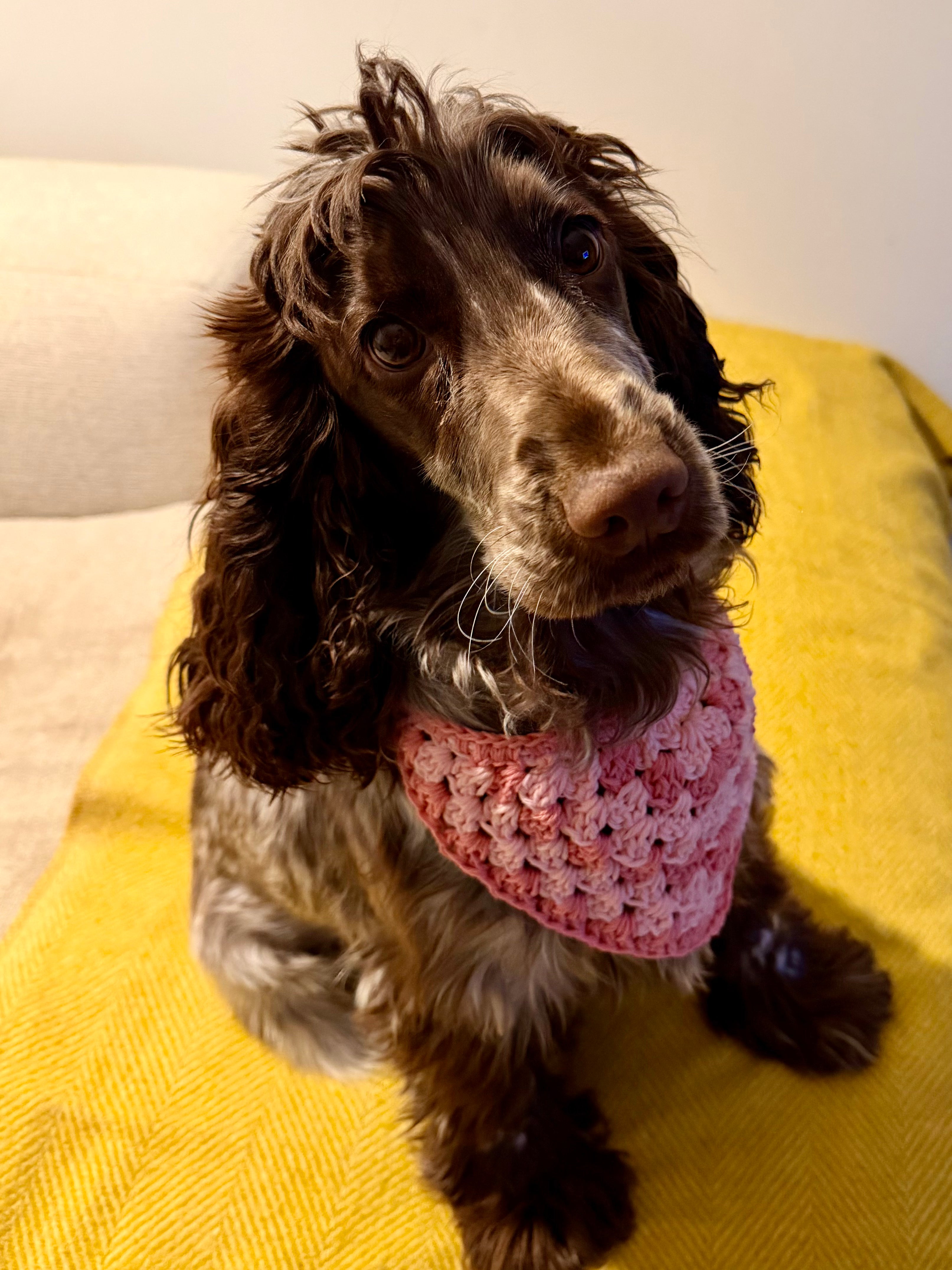 PET BANDANA PATTERN