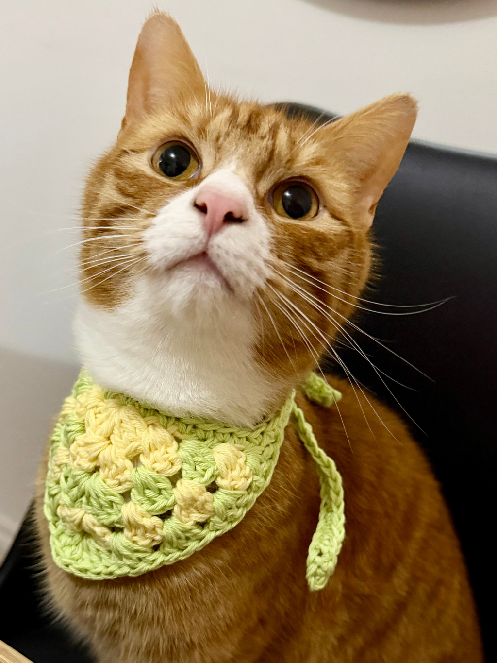 PET BANDANA PATTERN
